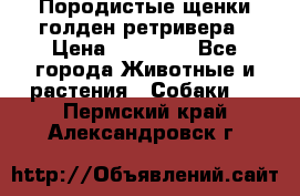 Породистые щенки голден ретривера › Цена ­ 25 000 - Все города Животные и растения » Собаки   . Пермский край,Александровск г.